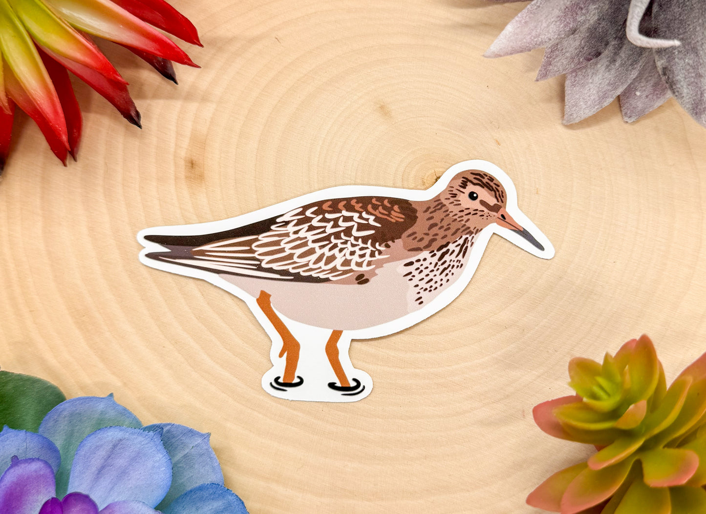 Pectoral Sandpiper Sticker