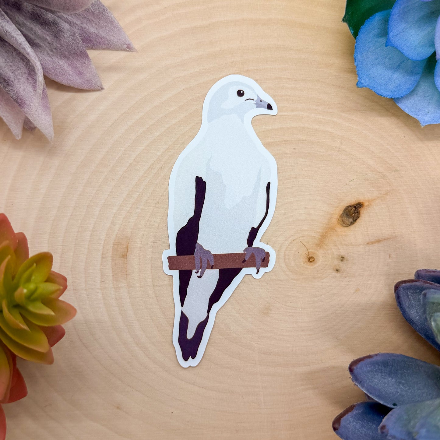 Pied Imperial Pigeon Sticker