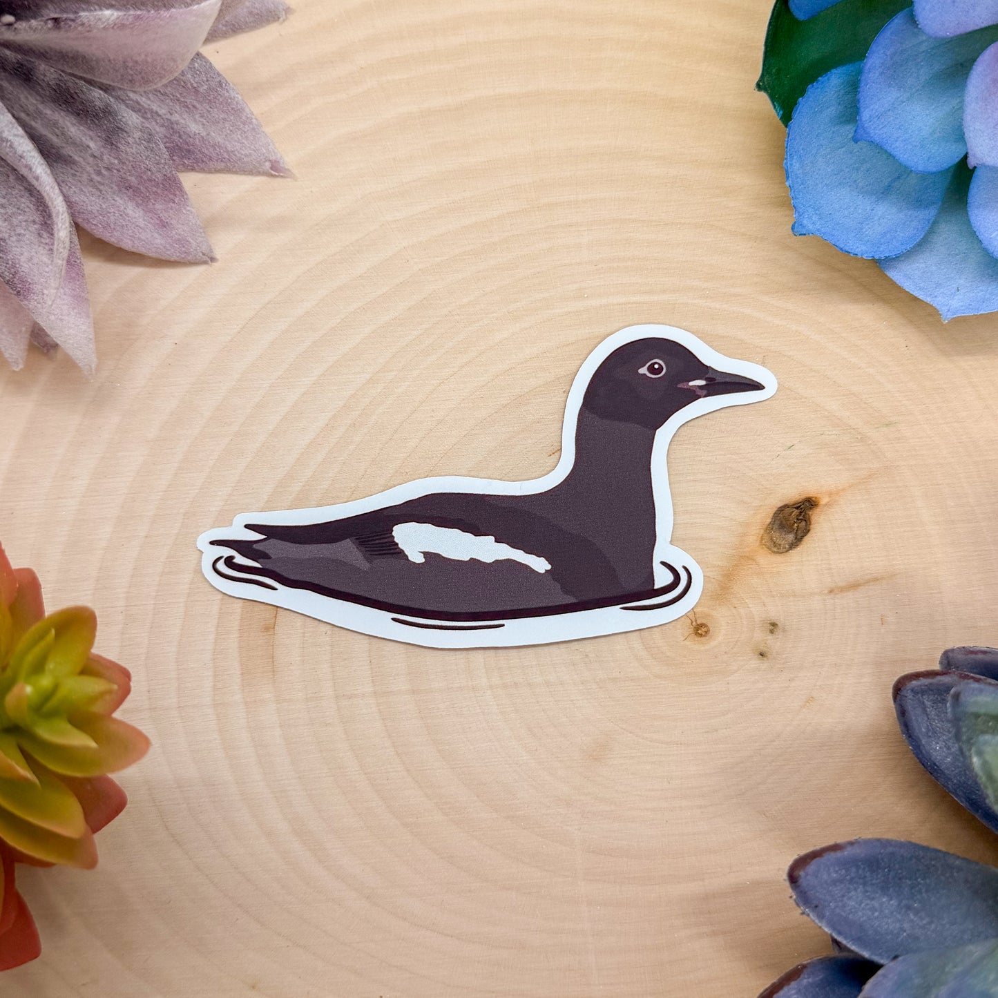Pigeon Guillemot Sticker