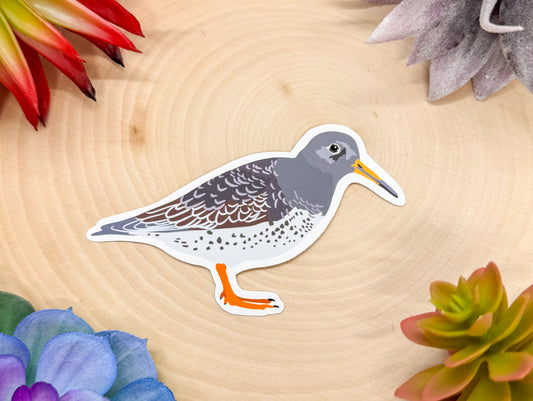 Purple Sandpiper Sticker