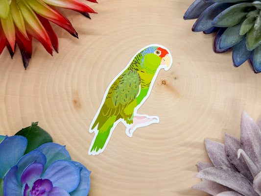 Red Crowned Amazon Sticker