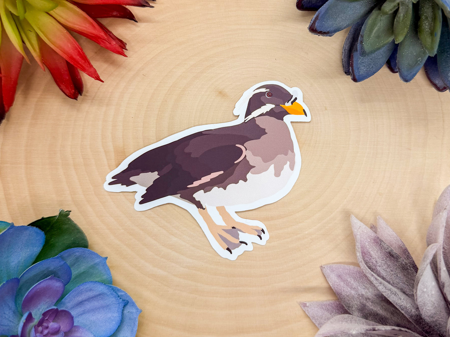 Rhinoceros Auklet