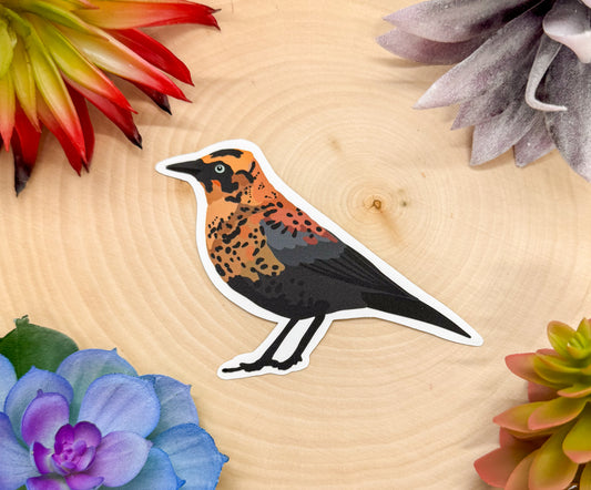 Rusty Blackbird Sticker