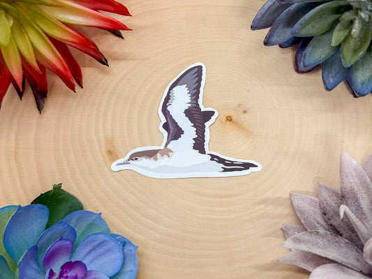 Sargasso Shearwater