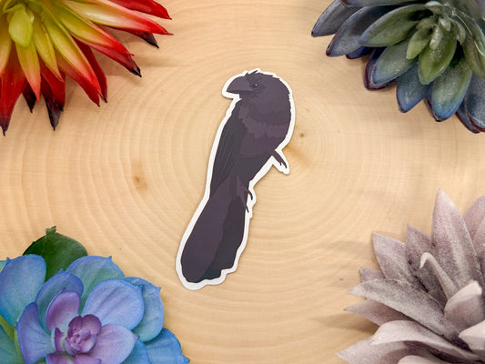 Smooth Billed Ani Sticker