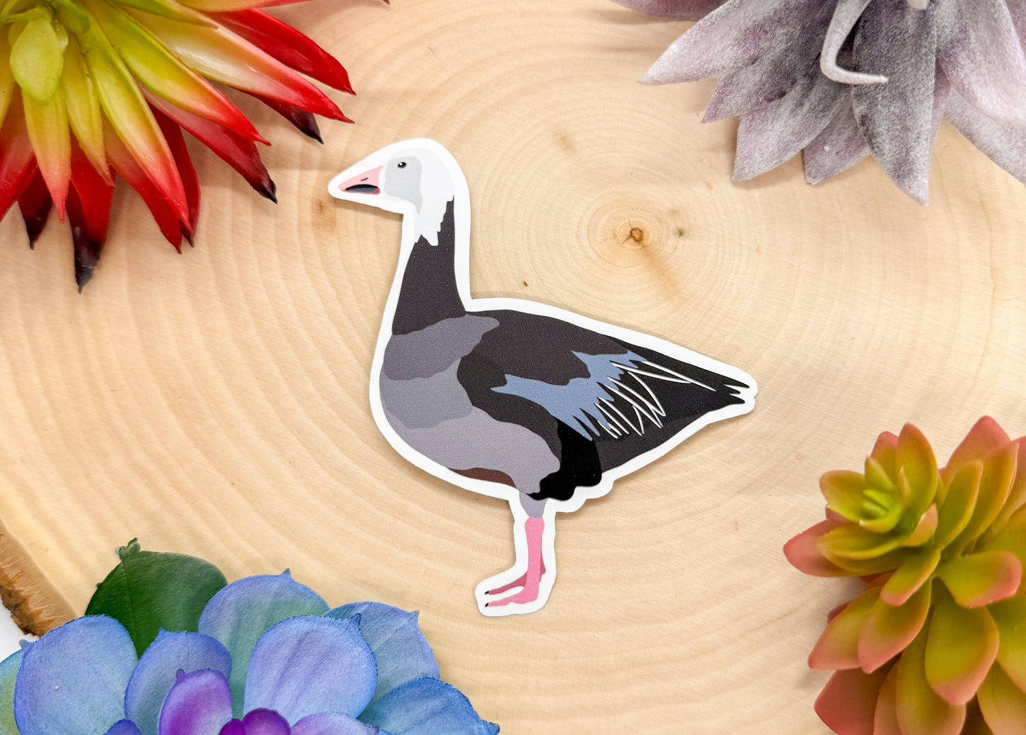 Snow Goose Blue Morph Sticker