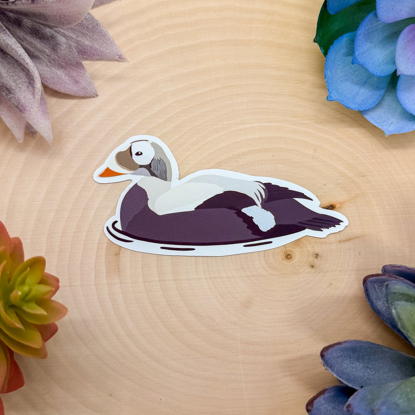 Spectacled Eider Sticker