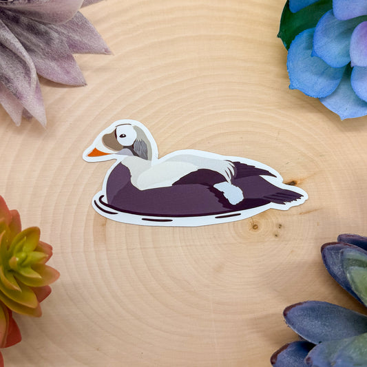 Spectacled Eider Sticker