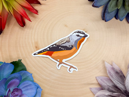 Spotted Pardalote Sticker