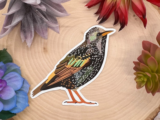 European Starling Sticker