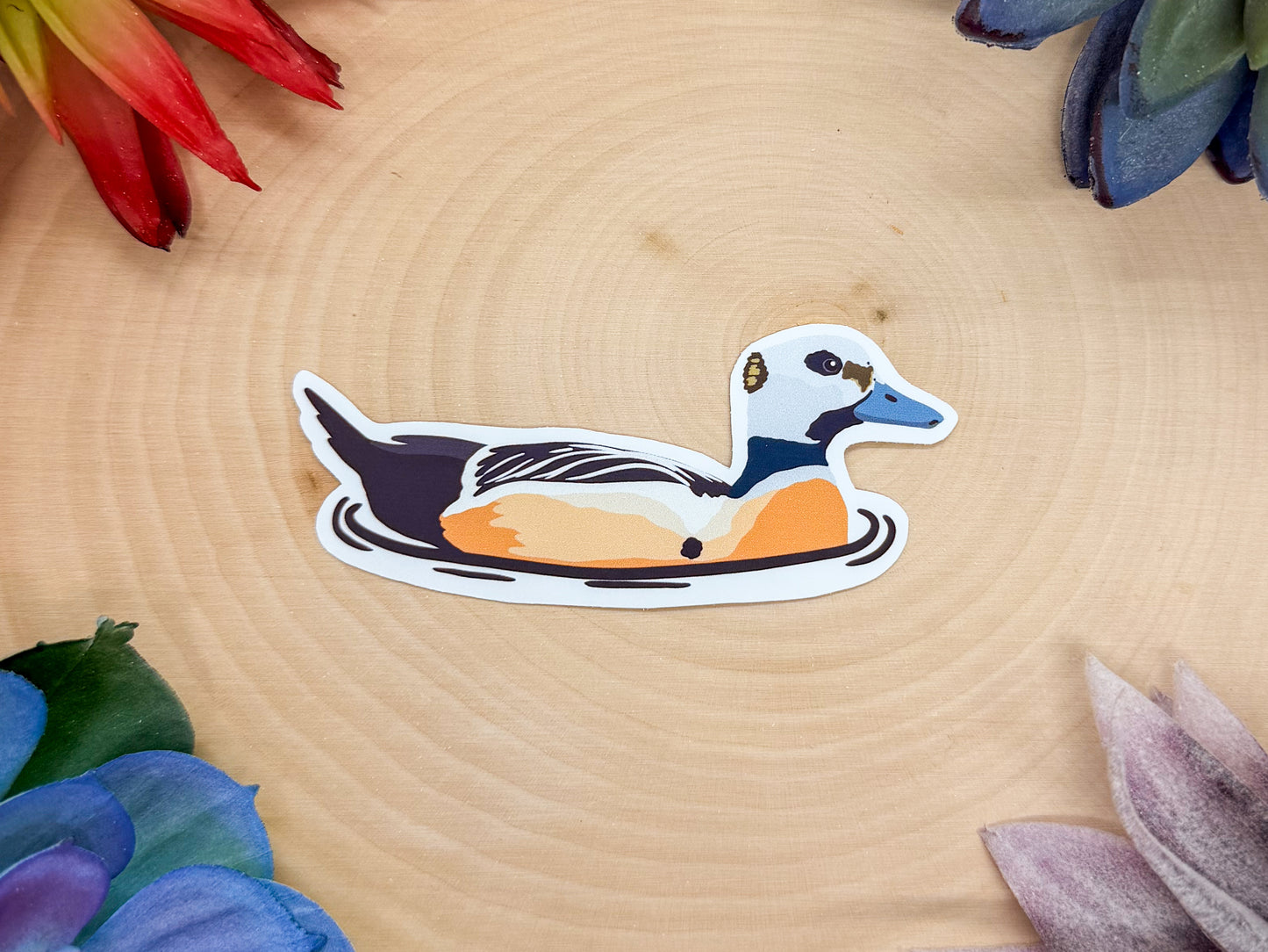 Stellers Eider Sticker