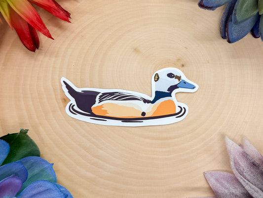 Stellers Eider Sticker