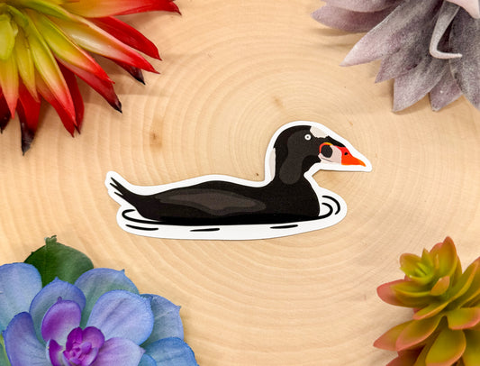 Surf Scoter Sticker