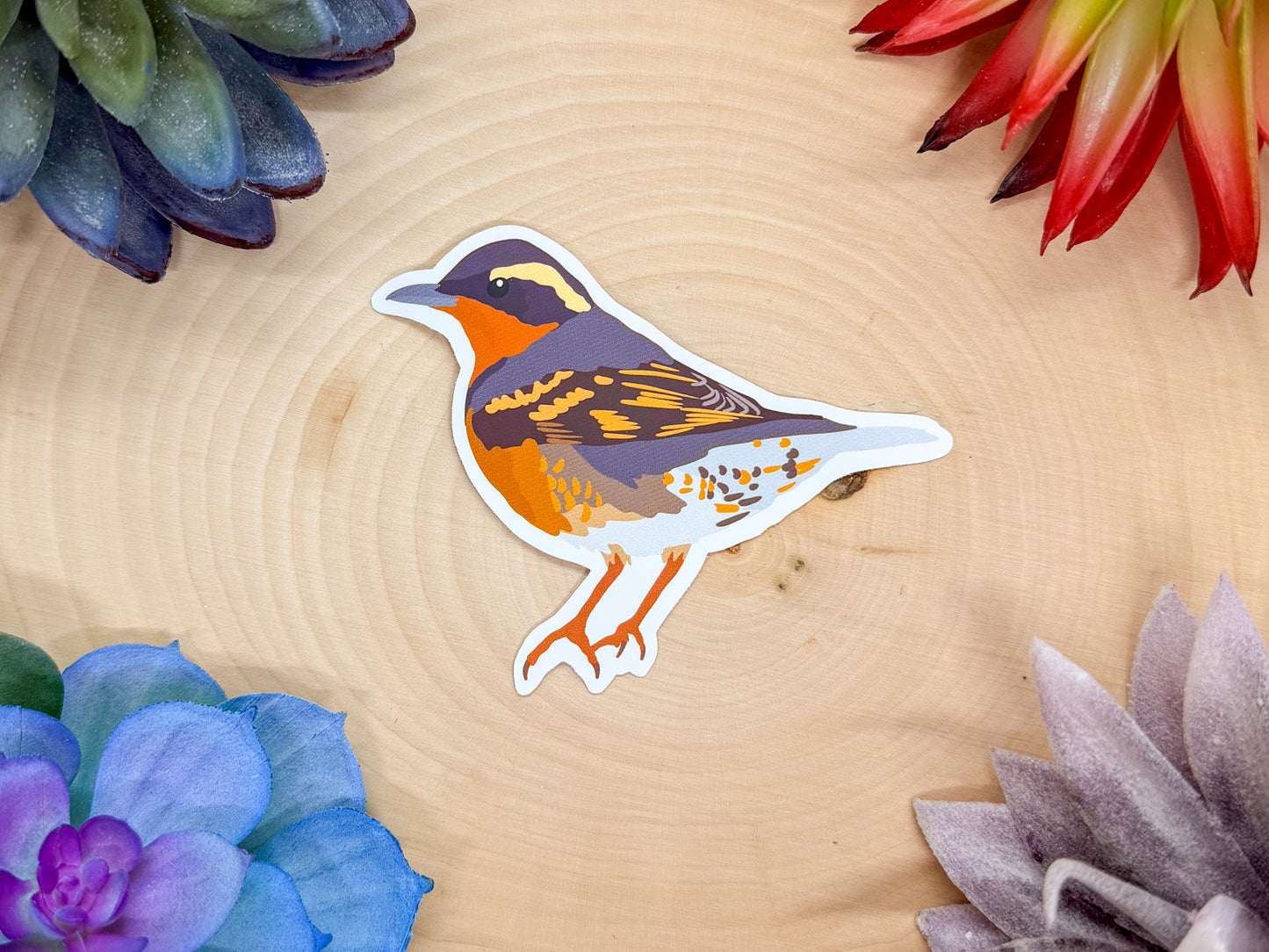 Varied Thrush Sticker