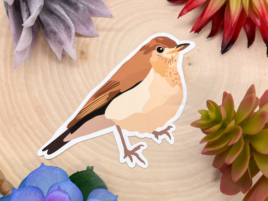 Veery Sticker