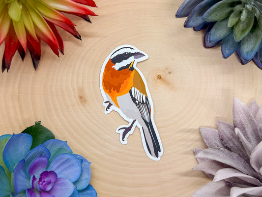 Western Spindallis Sticker