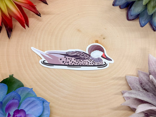 White Cheeked Pintail Sticker