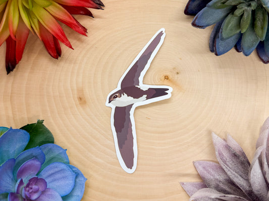 White Throated Swift Sticker