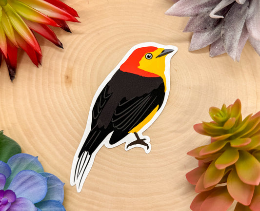 Wire Tailed Manakin Sticker