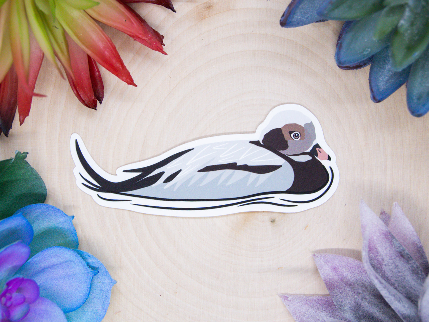 Long Tailed Duck Sticker