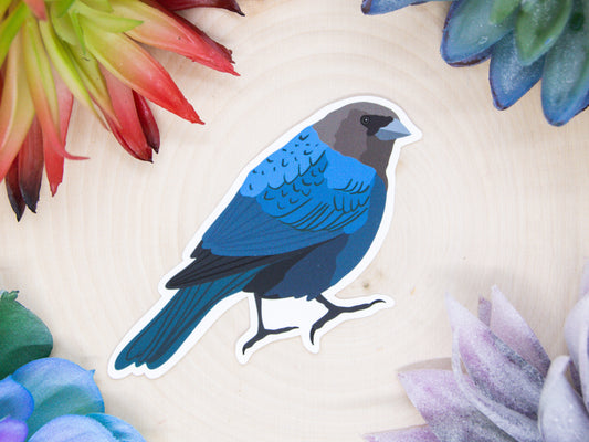 Brown Headed Cowbird Sticker