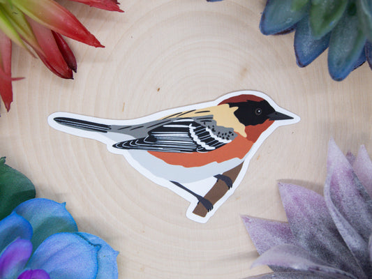 Bay Breasted Warbler Sticker