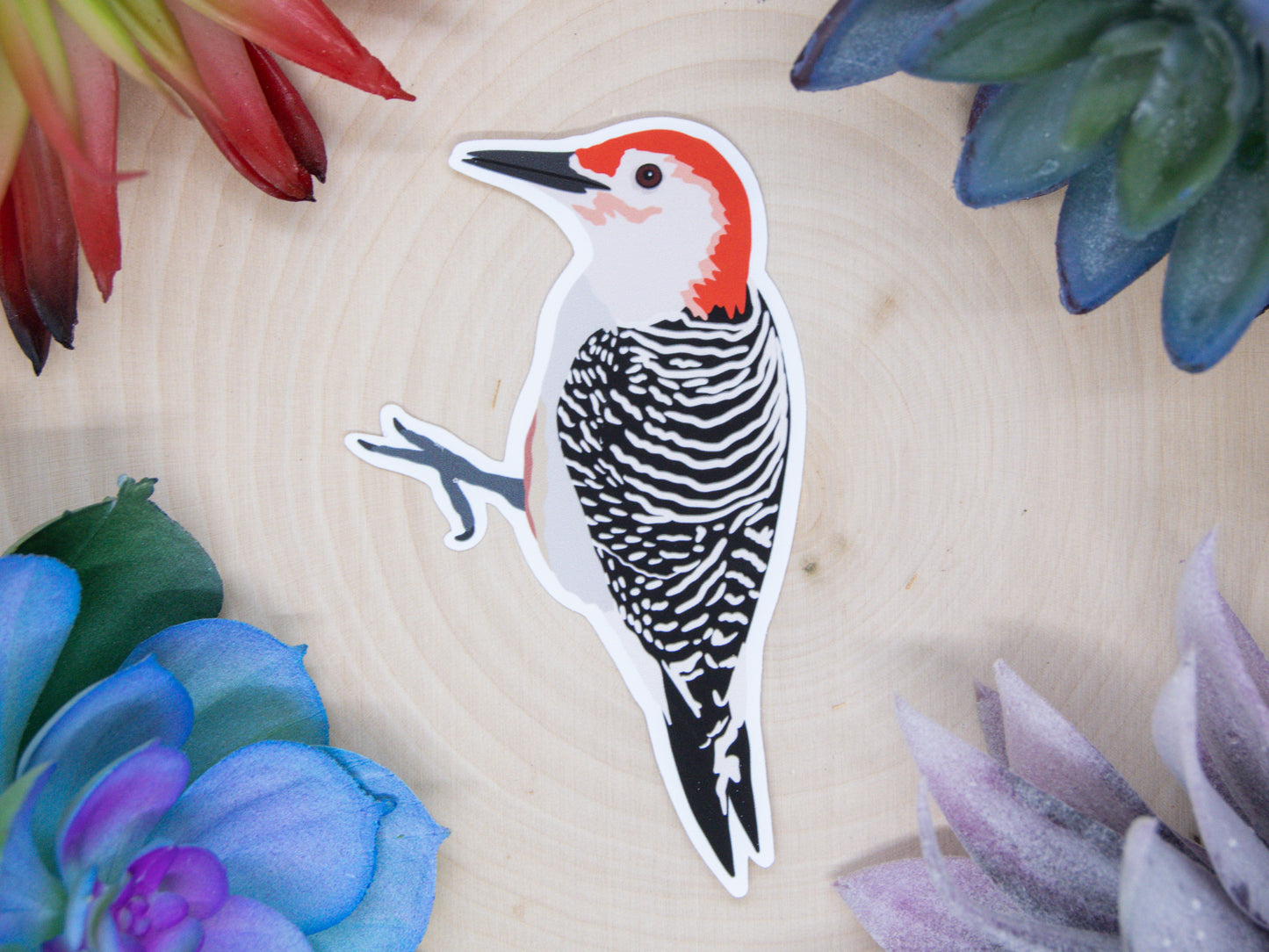 Red Bellied Woodpecker Sticker