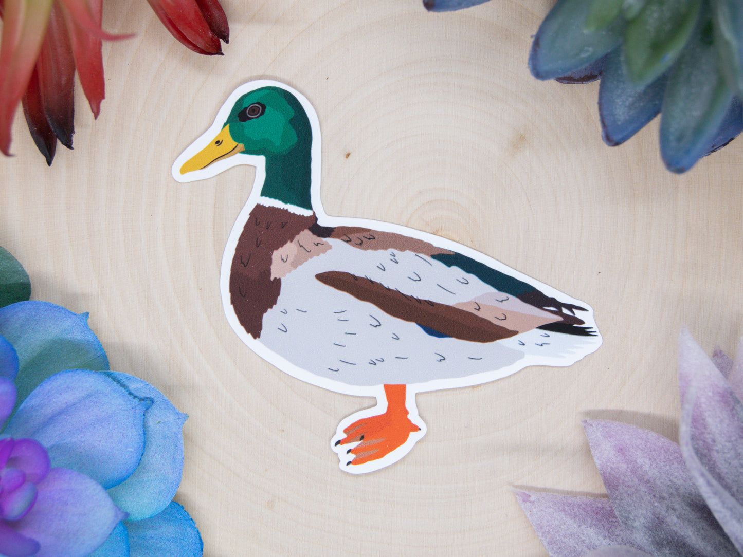 Mallard Sticker