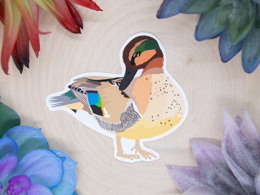 Green Winged Teal Sticker