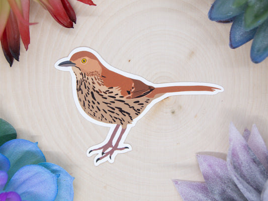 Brown Thrasher Sticker