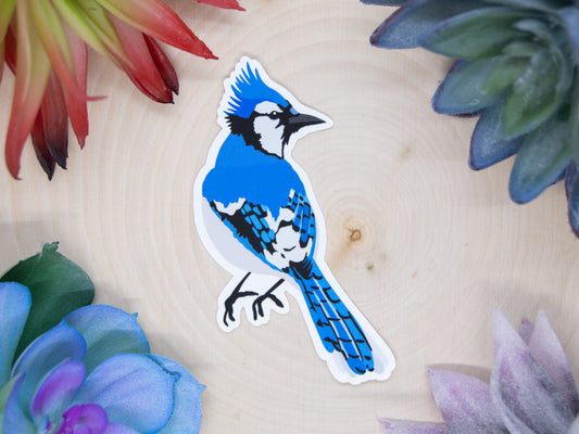 Blue Jay Sticker