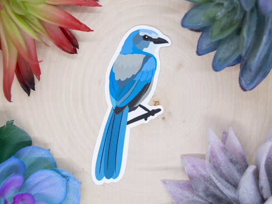 California Scrub Jay Sticker