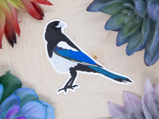 Black Billed Magpie Sticker