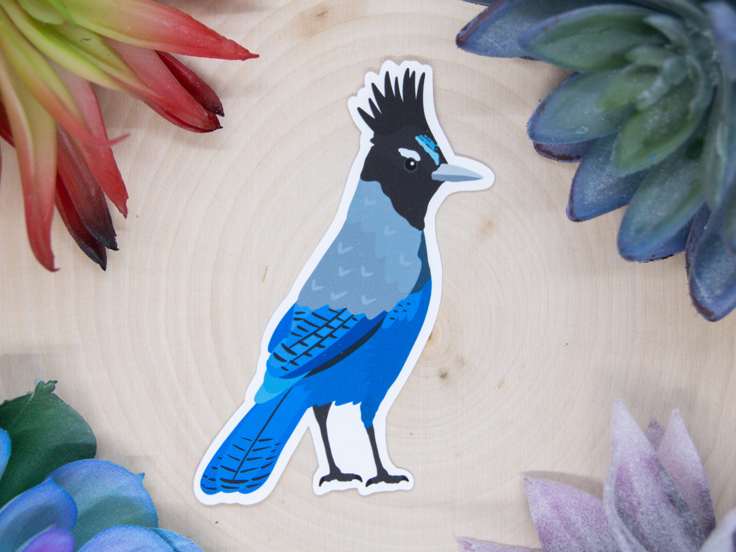 Steller's Jay Sticker