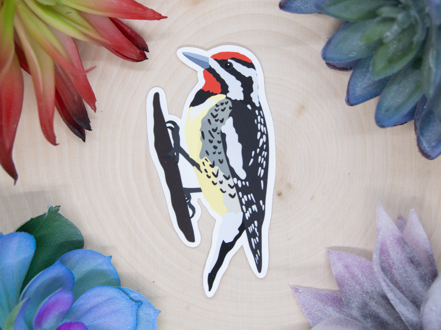 Yellow Bellied Sapsucker Sticker