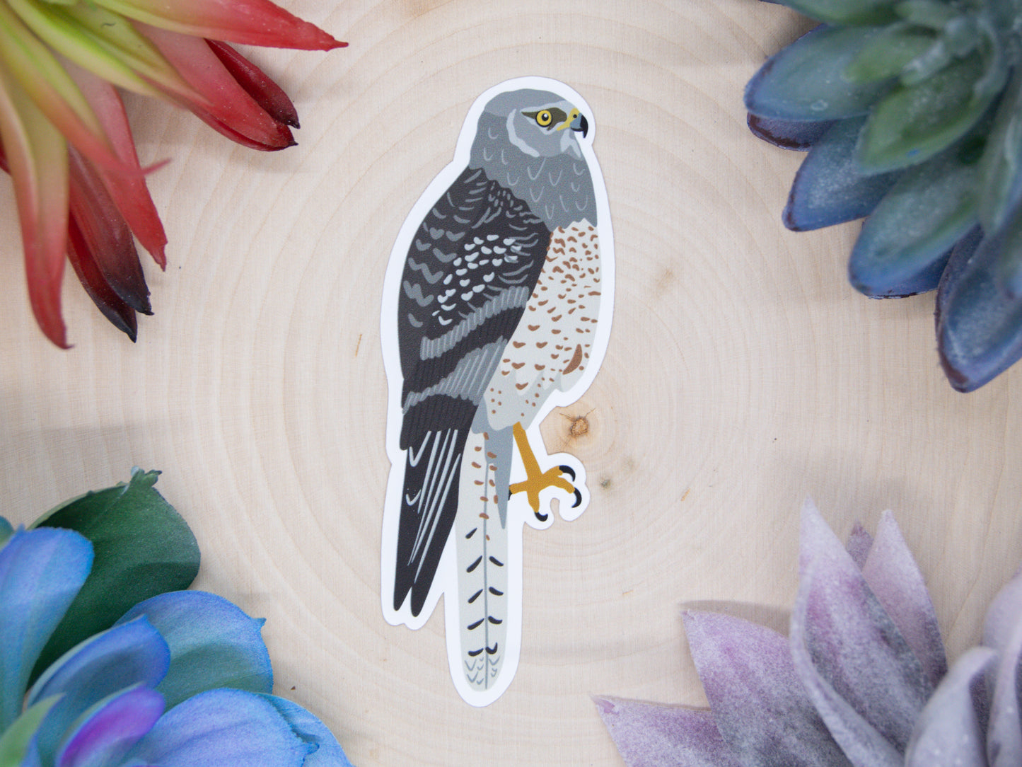 Northern Harrier Sticker