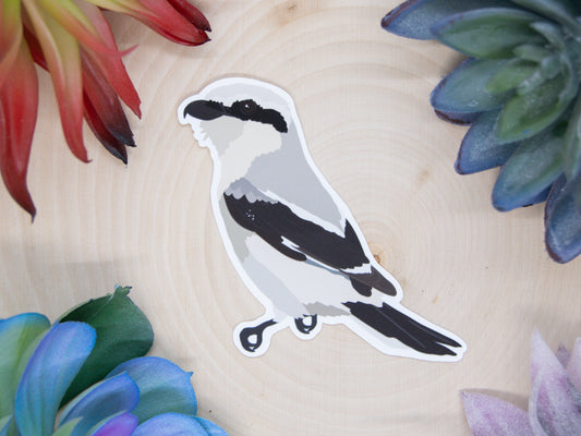 Northern Shrike Sticker