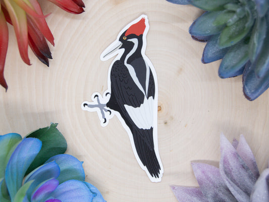 Ivory Billed Woodpecker Sticker