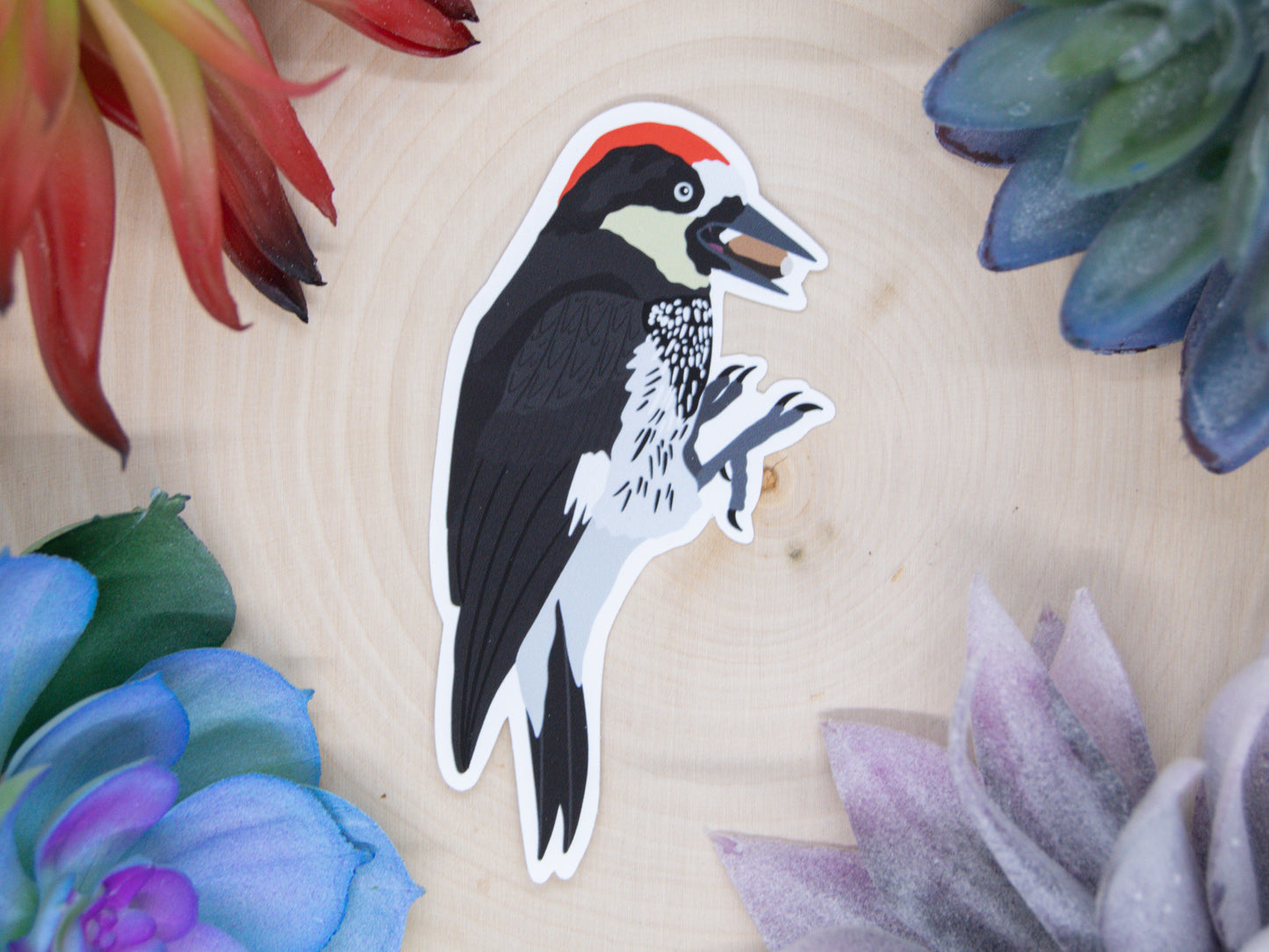 Acorn Woodpecker Sticker