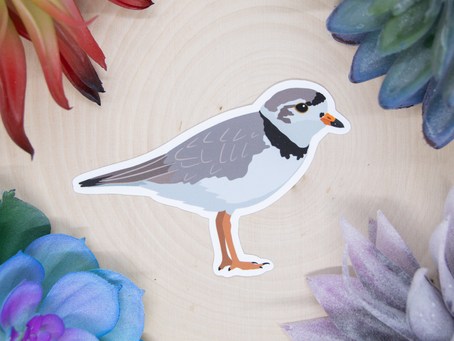 Piping Plover Sticker