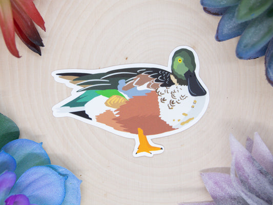 Northern Shoveler Sticker