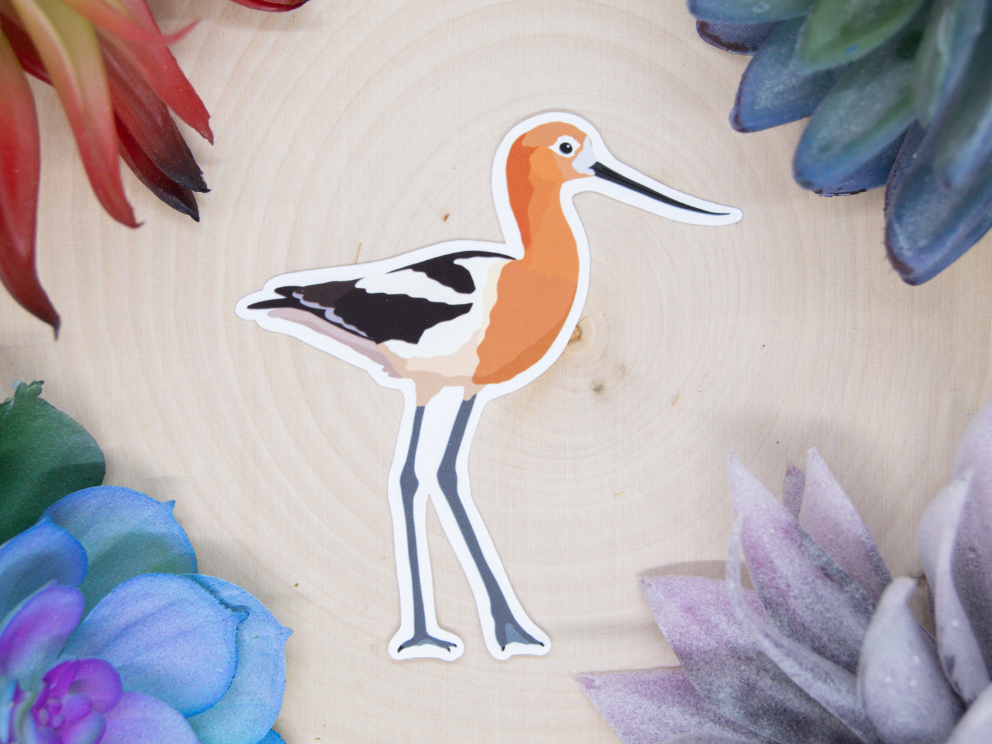 American Avocet Sticker