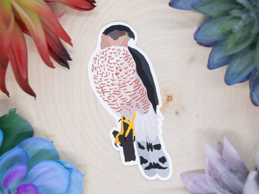 Cooper’s Hawk Sticker