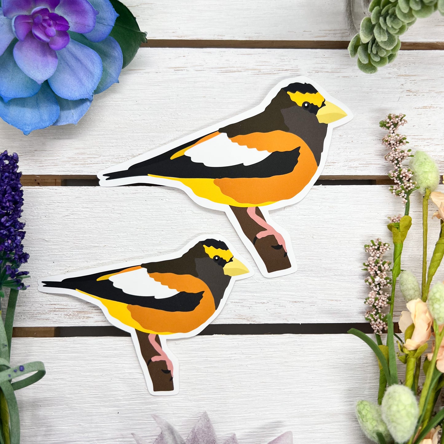 Evening Grosbeak Sticker