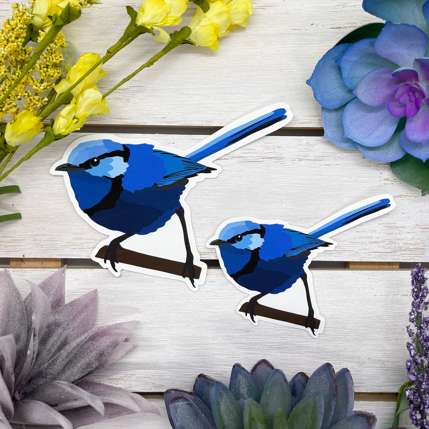 Splendid Fairywren Sticker