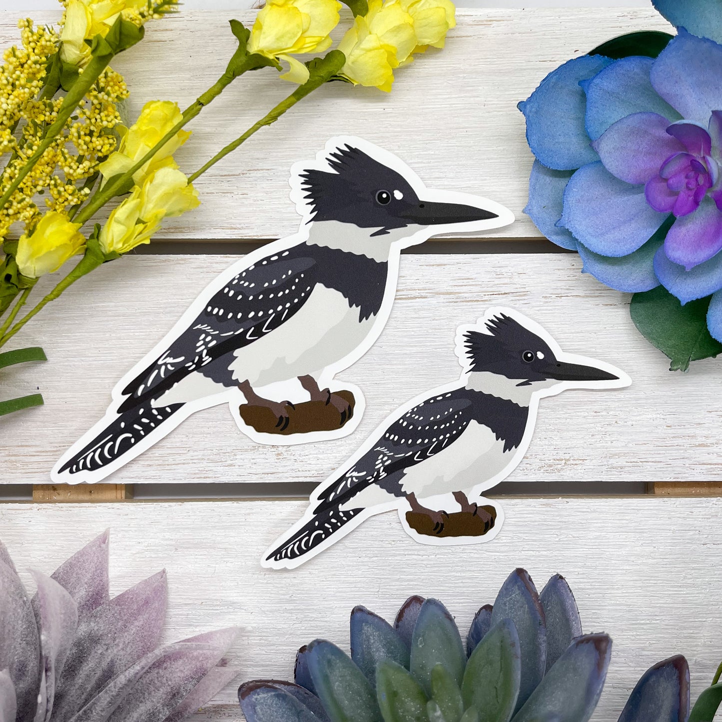 Belted Kingfisher Sticker