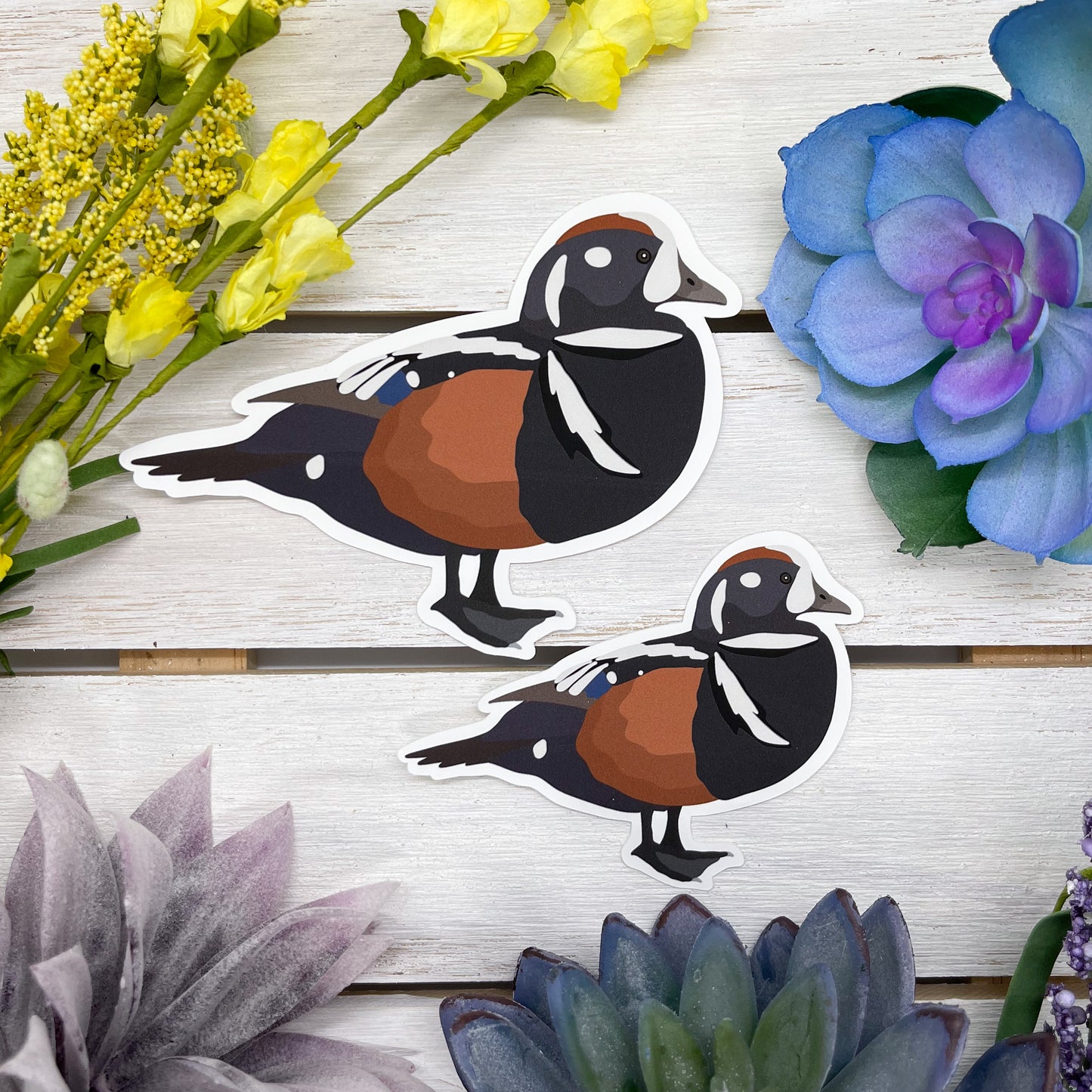 Harlequin Duck Sticker