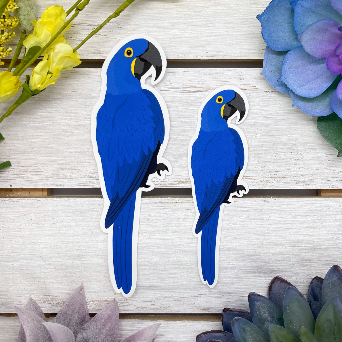 Hyacinth Macaw Sticker