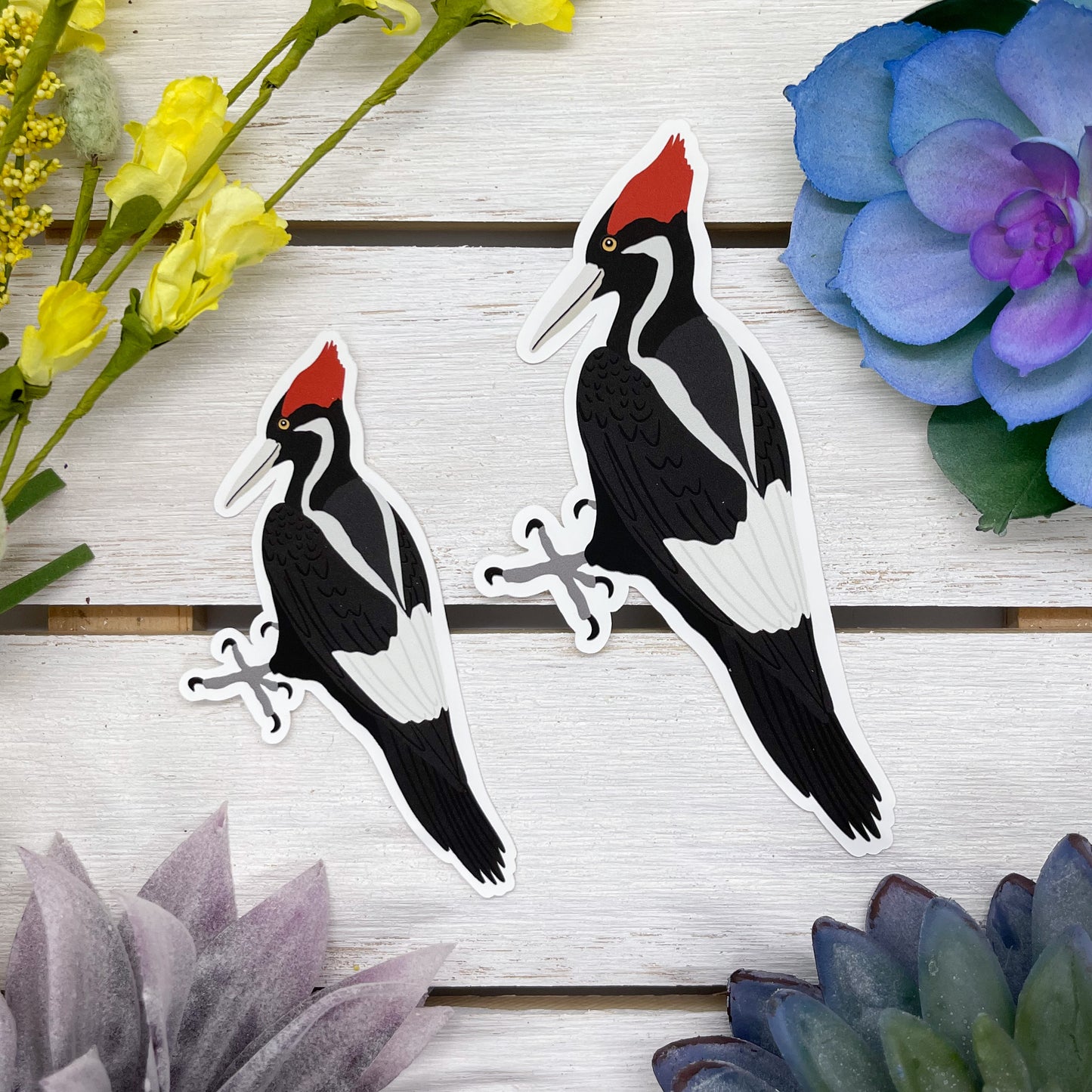 Ivory Billed Woodpecker Sticker