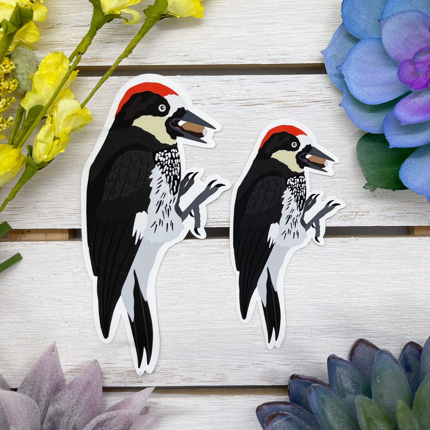 Acorn Woodpecker Sticker